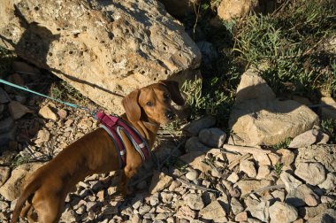 Yazın güneşli bir günde sahilde kayalıklarla eğlenen köpekler. İspanya 'da