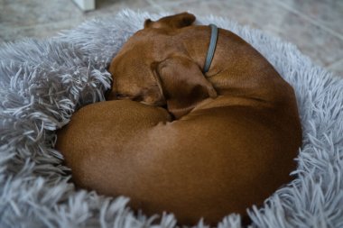 Kızıl saçlı bir dachshund gri bir yatakta dinleniyor. Dachshund yatakta uyuyor. İspanya