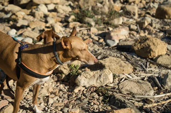 Psy Plaży Skałami Cieszące Się Słonecznym Dniem Latem Hiszpanii — Zdjęcie stockowe