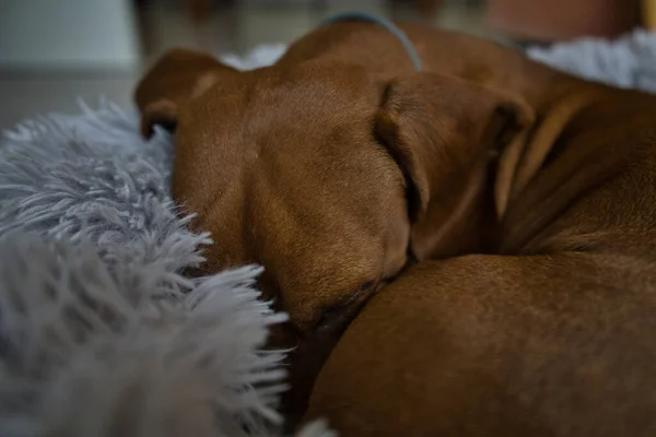 Rudowłosy Jamnik Spoczywa Szarym Łóżku Dachshund Śpi Łóżku Hiszpania — Zdjęcie stockowe