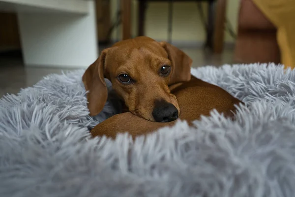 Red Haired Dachshund Resting Grey Bed Dachshund Sleeping Bed Spain — Stock Photo, Image