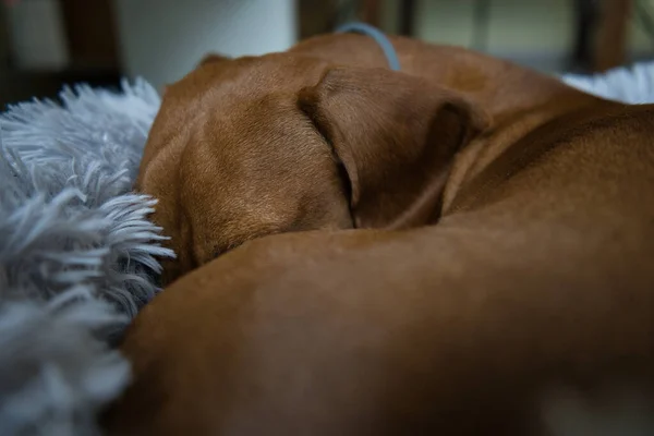 Red Haired Dachshund Resting Grey Bed Dachshund Sleeping Bed Spain — Stock Photo, Image
