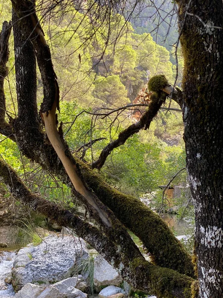 Utsikt Över Källan Till Floden Borosa Naturparken Sierras Cazorla Segura — Stockfoto