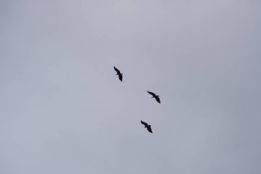 Borosa Nehri 'nin Sierras de Cazorla, Segura ve las Villas, Endülüs, İspanya' daki Doğal Parkı 'ndaki kaynağı. Güneşli bir günde yol