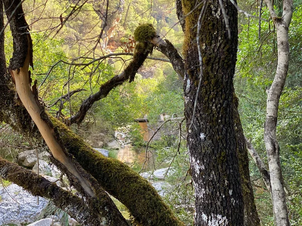 西班牙安达卢西亚的Sierras Cazorla Segura和Las Villas自然公园中的Borosa河源头视图 阳光灿烂的日子里走的路 — 图库照片