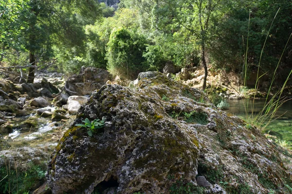 Vista Fuente Del Río Borosa Parque Natural Las Sierras Cazorla — Foto de Stock