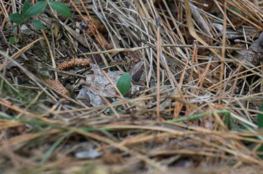 Borosa Nehri 'nin Sierras de Cazorla, Segura ve las Villas, Endülüs, İspanya' daki Doğal Parkı 'ndaki kaynağı. Güneşli bir günde yol