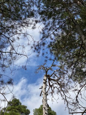 Borosa Nehri 'nin Sierras de Cazorla, Segura ve las Villas, Endülüs, İspanya' daki Doğal Parkı 'ndaki kaynağı. Güneşli bir günde yol