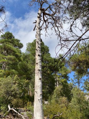 Borosa Nehri 'nin Sierras de Cazorla, Segura ve las Villas, Endülüs, İspanya' daki Doğal Parkı 'ndaki kaynağı. Güneşli bir günde yol