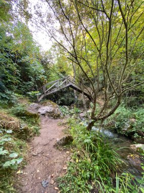 Cazorla, Jaen, İspanya 'dan geçerken Cerezuelo nehrinin manzarası. Nehir, ağaçlar, bitkiler ve kayalar