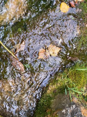 Cazorla, Jaen, İspanya 'dan geçerken Cerezuelo nehrinin manzarası. Nehir, ağaçlar, bitkiler ve kayalar