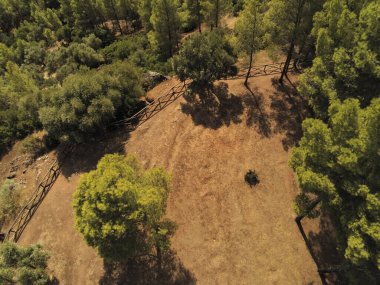 İspanya, Cazorla 'daki El Tranco barajının kıyısında yemyeşil bir orman. Ağaçları ve dalları görüntüle