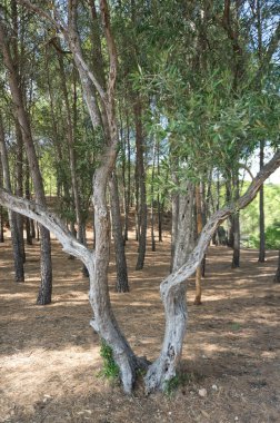 İspanya, Cazorla 'daki El Tranco barajının kıyısında yemyeşil bir orman. Ağaçları ve dalları görüntüle
