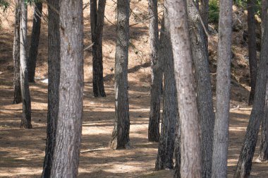İspanya, Cazorla 'daki El Tranco barajının kıyısında yemyeşil bir orman. Ağaçları ve dalları görüntüle