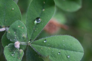 İspanya, Cazorla 'daki Cerezuelo nehrinin kıyısında yapraklar ve dallar üzerine su damlaları. Yeşil yaprakları göster
