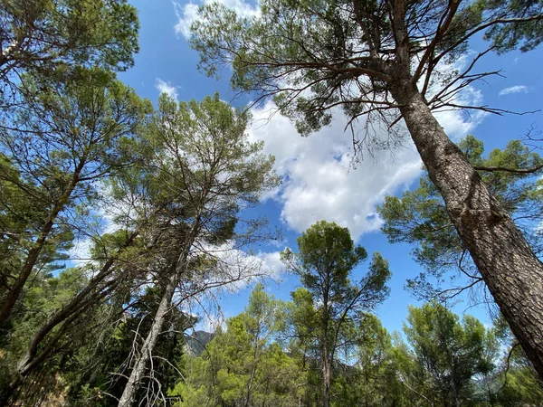 Exuberante Floresta Nas Margens Reservatório Tranco Cazorla Espanha Ver Árvores — Fotografia de Stock
