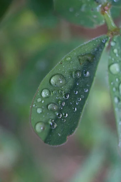 Gouttes Eau Sur Les Feuilles Les Branches Sur Les Rives — Photo