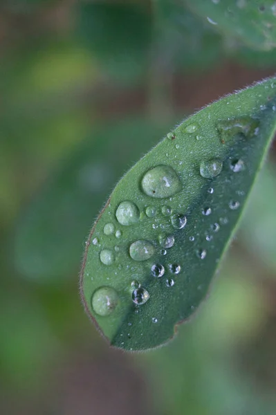 Gotas Agua Sobre Hojas Ramas Orillas Del Río Cerezuelo Cazorla — Foto de Stock