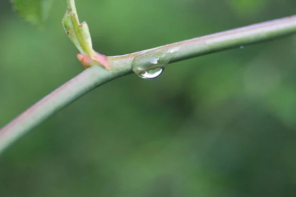 Gotas Agua Sobre Hojas Ramas Orillas Del Río Cerezuelo Cazorla —  Fotos de Stock