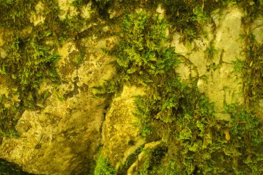 İspanya 'nın Huesca kentinde bulunan Ordesa y Monte Perdido ulusal parkındaki Arazas nehrinin kıyısındaki bitki ve bitkiler. Yeşil Orman