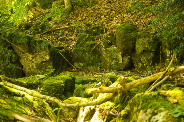 スペインのフエスカに位置するOrdesa Monte Perdido国立公園のArazas川のほとりに植物や植生 緑の森 — ストック写真