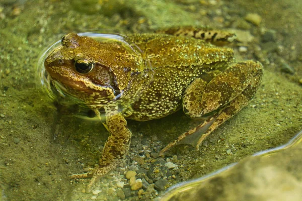 Spanya Bulunan Araza Nehri Nin Suyundaki Kahverengi Kurbağa — Stok fotoğraf