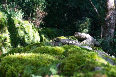 Yaprak döken ormanda güneşli bir bahar sabahı. Güneş ışınları, uzun, yaşlı ağaçların genç yeşil yapraklarından geçer. Orman Yolu.