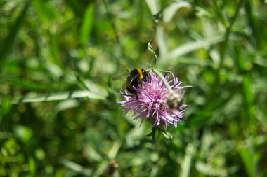 Yeşil arka planda Asteraceae familyasından Centaurea, polen toplayan bir arı. Güneşli bir günde