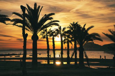 Palmiye ağaçları ve İspanya 'nın Alicante plajında güzel bir gün batımı manzarası.