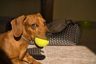 Güzel safkan dachshund köpeği, ayrıca dachshund, Viyana köpeği ya da sosis köpeği olarak da bilinir, sarı bir tenis topuyla oynar. köpek oyunu