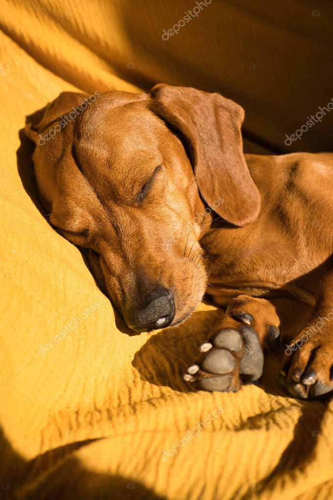 Cama perro 2025 teckel