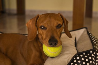 Güzel safkan dachshund köpeği, ayrıca dachshund, Viyana köpeği ya da sosis köpeği olarak da bilinir, sarı bir tenis topuyla oynar. köpek oyunu