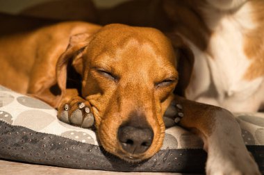Güzel safkan dachshund köpeği, aynı zamanda tekel olarak da bilinir, Viyana köpeği, ya da köpek yatağında şekerleme yapan sosis köpeği. Köpek uyuyor.