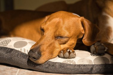 Güzel safkan dachshund köpeği, aynı zamanda tekel olarak da bilinir, Viyana köpeği, ya da köpek yatağında şekerleme yapan sosis köpeği. Köpek uyuyor.