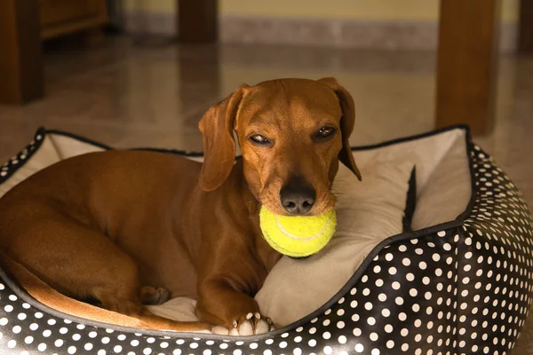 Piękny Pies Jamnik Czystej Krwi Zwany Również Jamnikiem Pies Wiedeński — Zdjęcie stockowe