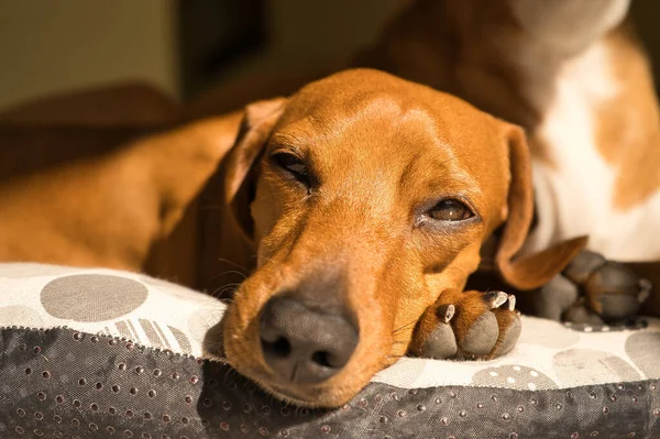 Piękny Pies Jamnik Czystej Krwi Zwany Również Teckel Pies Wiedeński — Zdjęcie stockowe