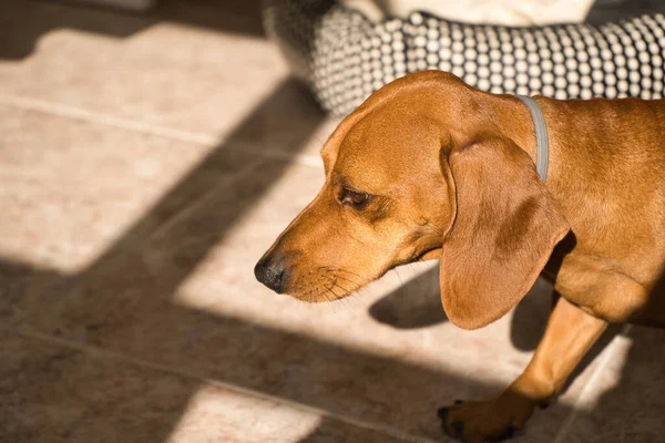 Piękny Pies Rasy Jamnik Zwany Również Teckel Pies Wiedeński Lub — Zdjęcie stockowe