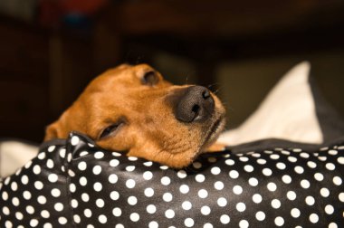 Güzel safkan dachshund köpeği, aynı zamanda tekel olarak da bilinir, Viyana köpeği, ya da köpek yatağında şekerleme yapan sosis köpeği. Köpek uyuyor.