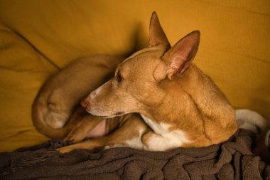 Kahverengi saçlı, köpek tasmalı güzel bir av köpeği. Kanepede, köpek.