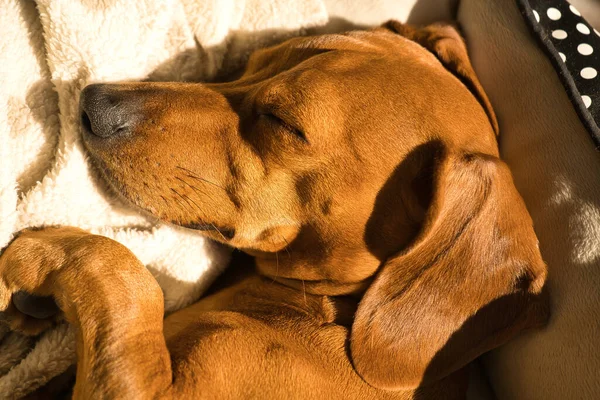 Piękny Pies Jamnik Czystej Krwi Zwany Również Teckel Pies Wiedeński — Zdjęcie stockowe