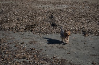 Güneşli bir günde kumsalda koşan bir köpek. Köpek.
