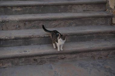 Sokak kedileri sokakta merdivenlerde çeşitli kediler