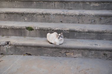 Sokak kedileri sokakta merdivenlerde çeşitli kediler
