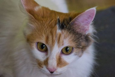 Turuncu, beyaz ve siyah, ev kedisi kameraya bakıyor. evcil hayvanlar ve hayvanlar