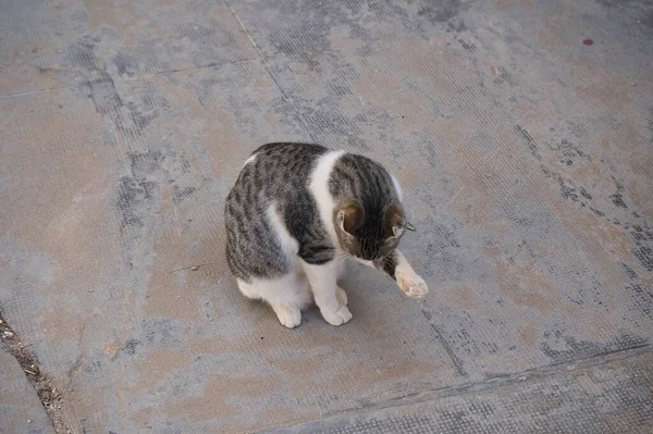 stray cats on the street looking at the camera various cats