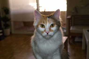 Turuncu, beyaz ve siyah, ev kedisi kameraya bakıyor. evcil hayvanlar ve hayvanlar
