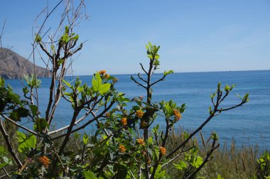 Alicante, İspanya 'da bulunan bitki örtüsü arasındaki deniz manzarası. Plaj