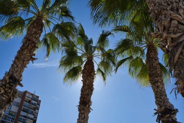 İspanya, Alicante 'de palmiye ağaçları olan güzel bir sahil. Görünüm