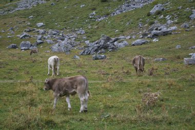 İspanya 'nın Huesca kentindeki Aragonese Pireneleri' ndeki Ordesa y Monte Perdido Ulusal Parkı 'ndaki Soaso sirkinde inekler otluyor ve su içiyor. görünüm