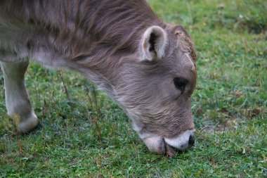 İspanya 'nın Huesca kentindeki Aragonese Pireneleri' ndeki Ordesa y Monte Perdido Ulusal Parkı 'ndaki Soaso sirkinde inekler otluyor ve su içiyor. görünüm